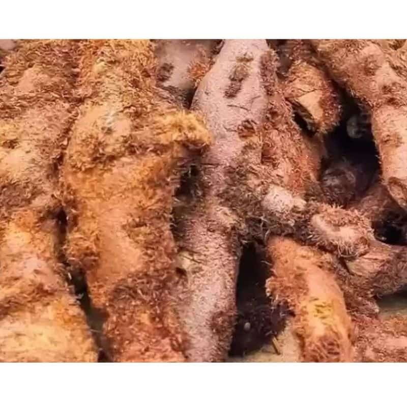 https://www.podhigaiherbs.com/product-images/Mudavattukal-kizhangu-oak-leaf-basket-fern-root.jpg/1658361000000058344/1100x1100?utm_source=chatgpt.com