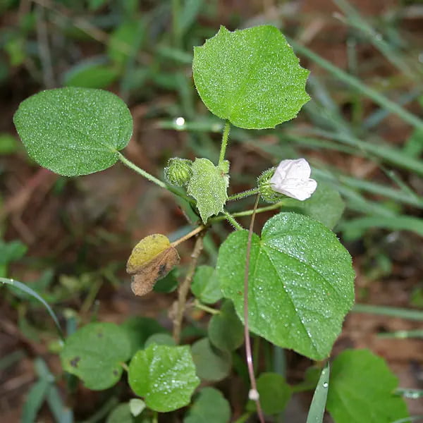 Pavonia Odorata Willd Pavonia Odorata Willd