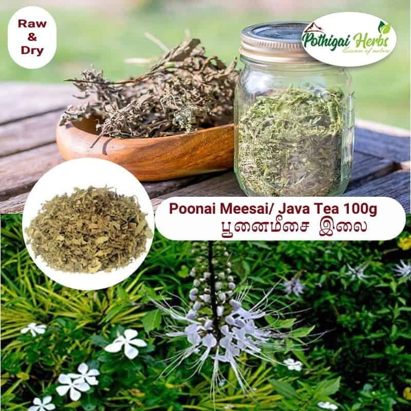 Java Tea Seed Poonai Meesai / Java Tea
