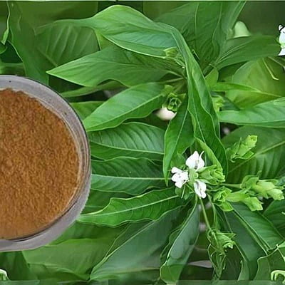Aada Thodai Ilai Podi/ Malabar Nut Powder