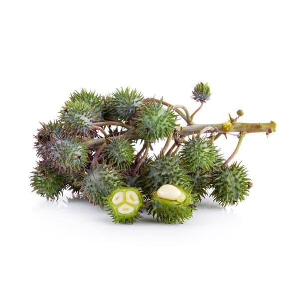 Castor oil Seeds plant Castor oil Seeds plant