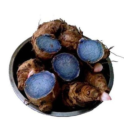 Karumanjal/Black Turmeric